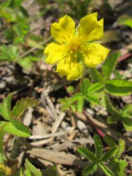 Imagem de Potentilla reptans L.