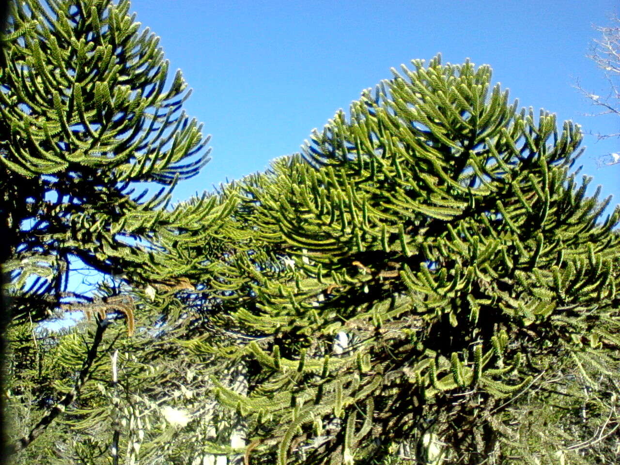 Image of Monkey Puzzle