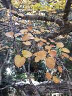 Image of Nothofagus gunnii (Hook. fil.) Oerst.