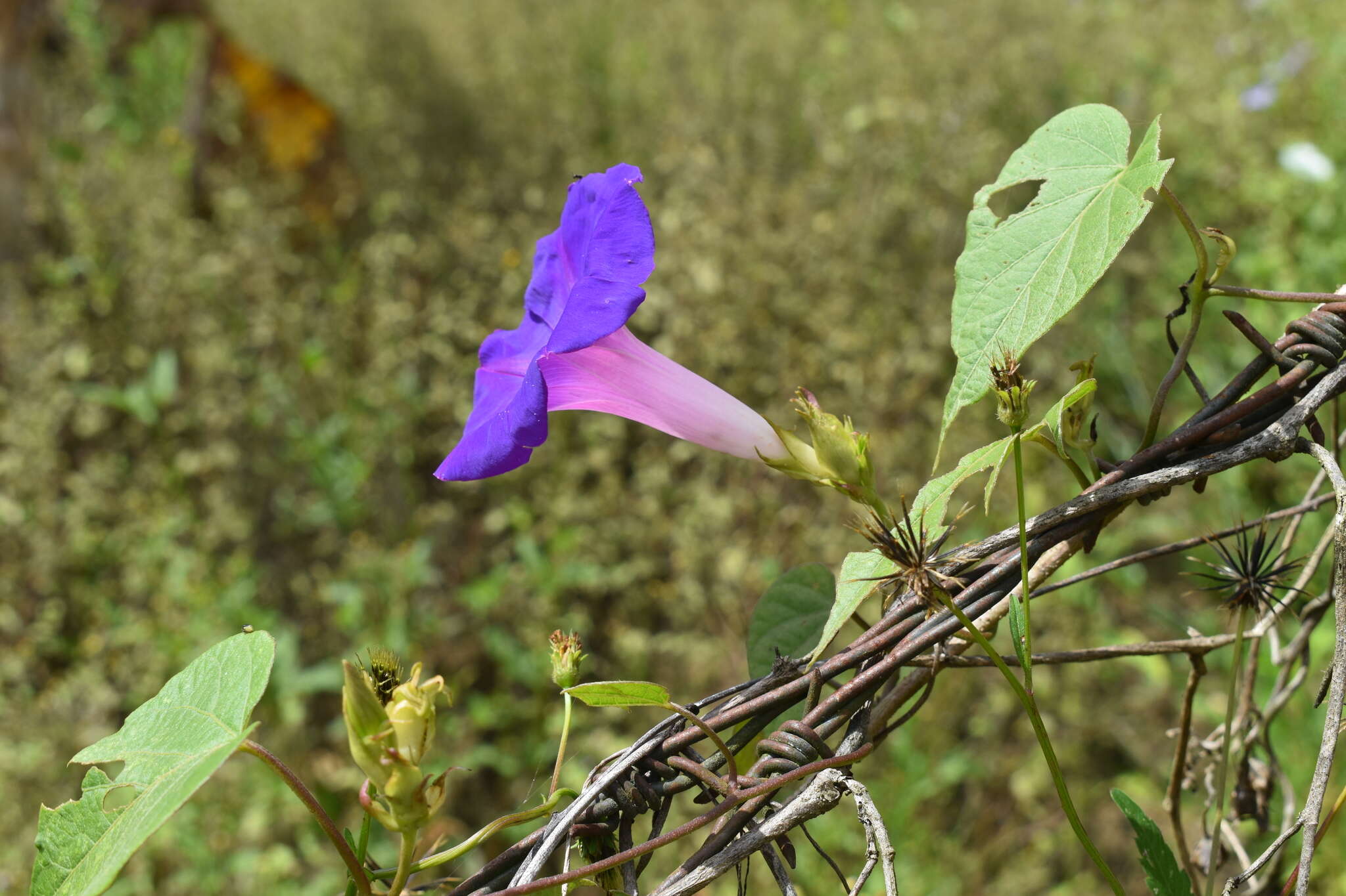 Image of Ipomoea variabilis (Schltdl & Cham.) Choisy