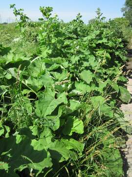 Image of woolly burdock