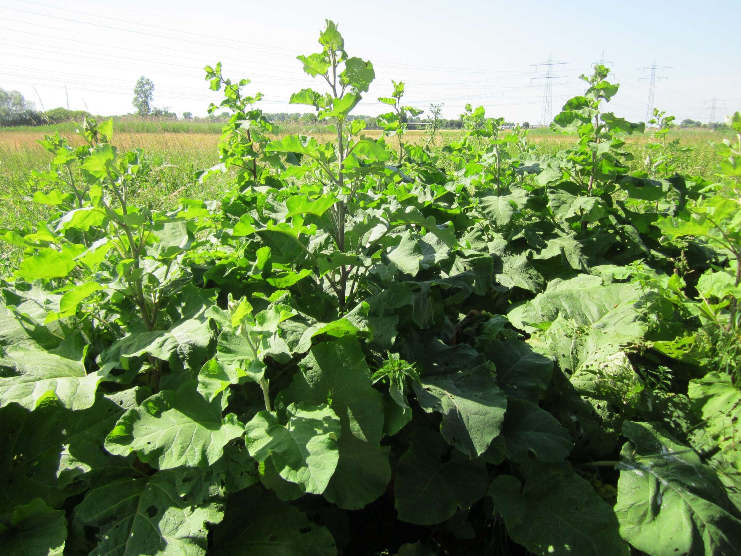 Image of woolly burdock