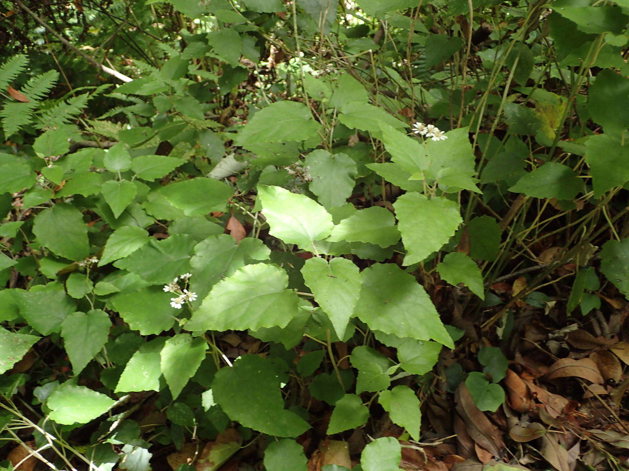 Image de Pericallis appendiculata (L. fil.) B. Nord.