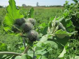 Image of woolly burdock