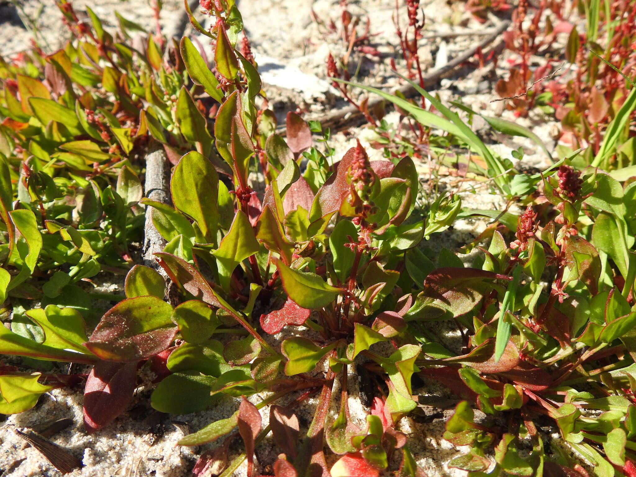 Plancia ëd Rumex bucephalophorus L.