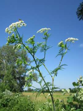 Image of bulbous chervil