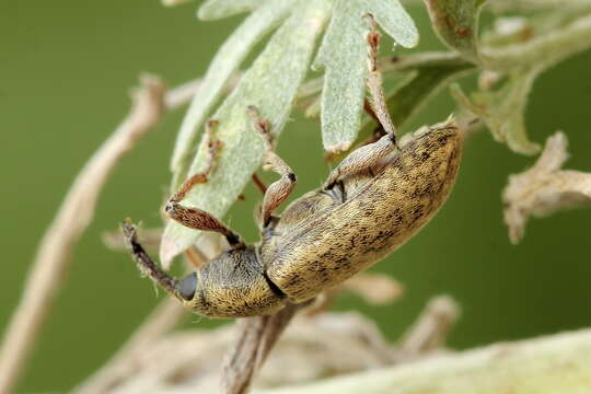 Image of Lepidonotaris