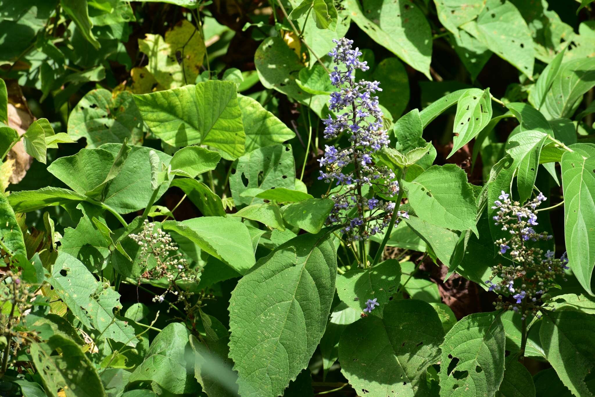 Plancia ëd Cornutia pyramidata L.