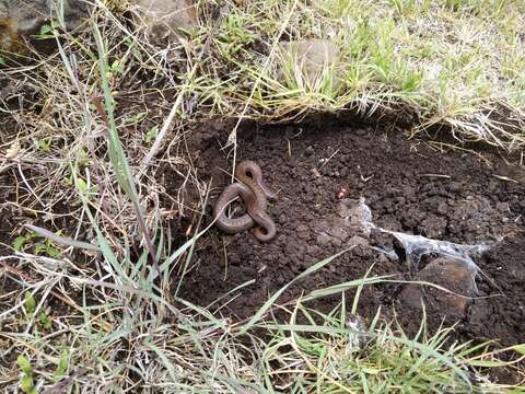 Image of Largenose Earth Snake