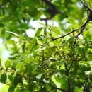 Image of Oval Mistletoe