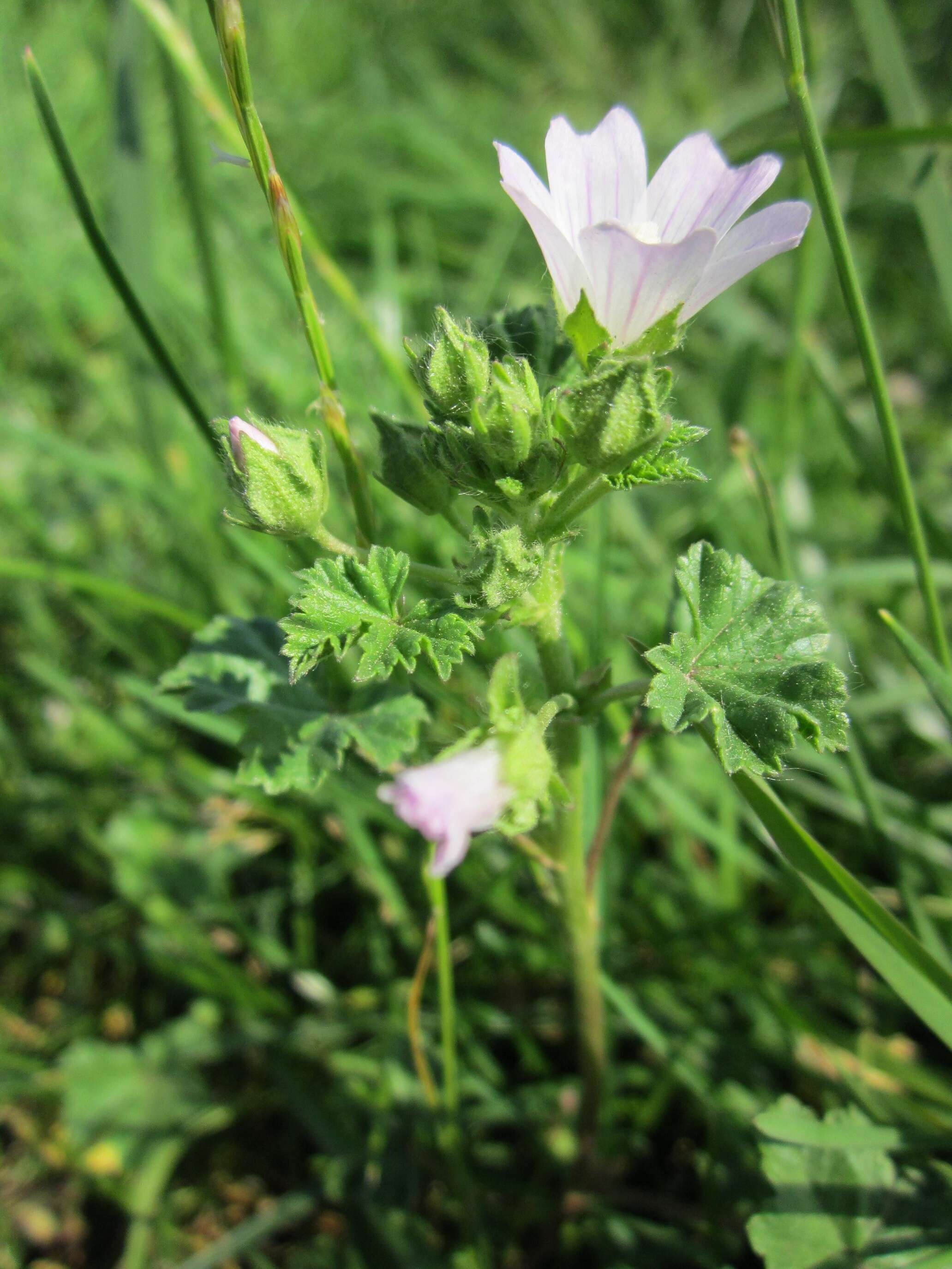 Image of common mallow