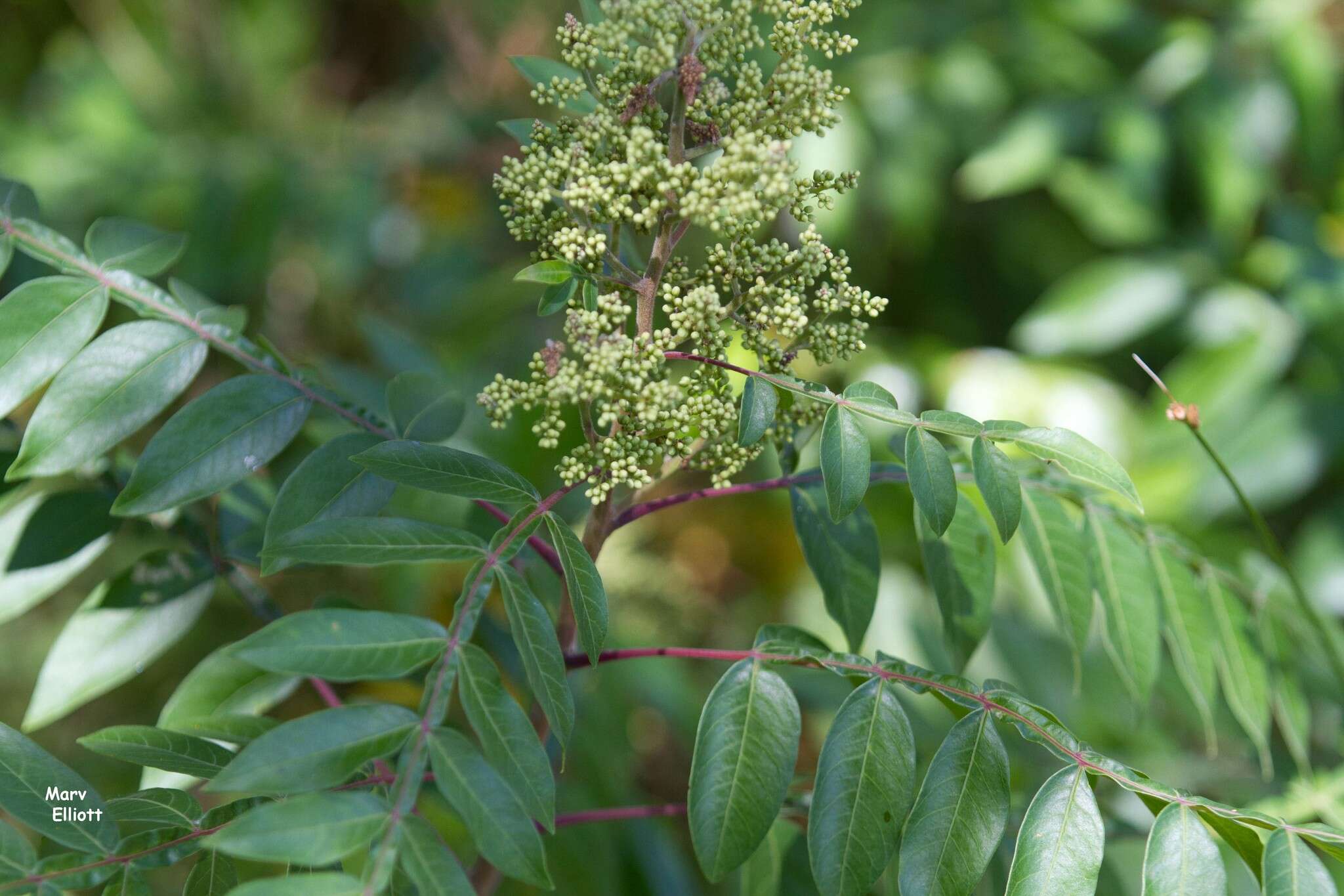 Rhus copallina L. resmi