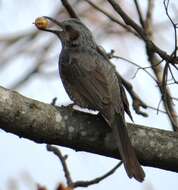 Image of Brown-eared Bulbul