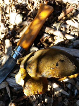 Image of Phlebopus marginatus Watling & N. M. Greg. 1988