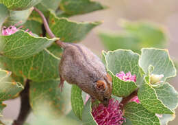 Image of honey possums