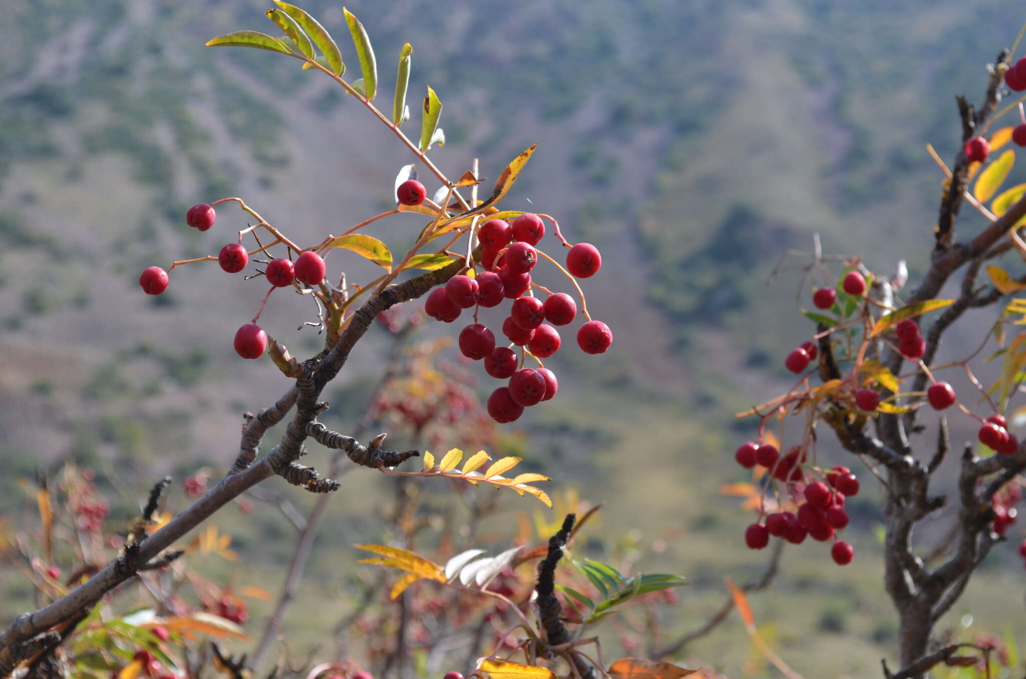 Imagem de Sorbus tianschanica Rupr.