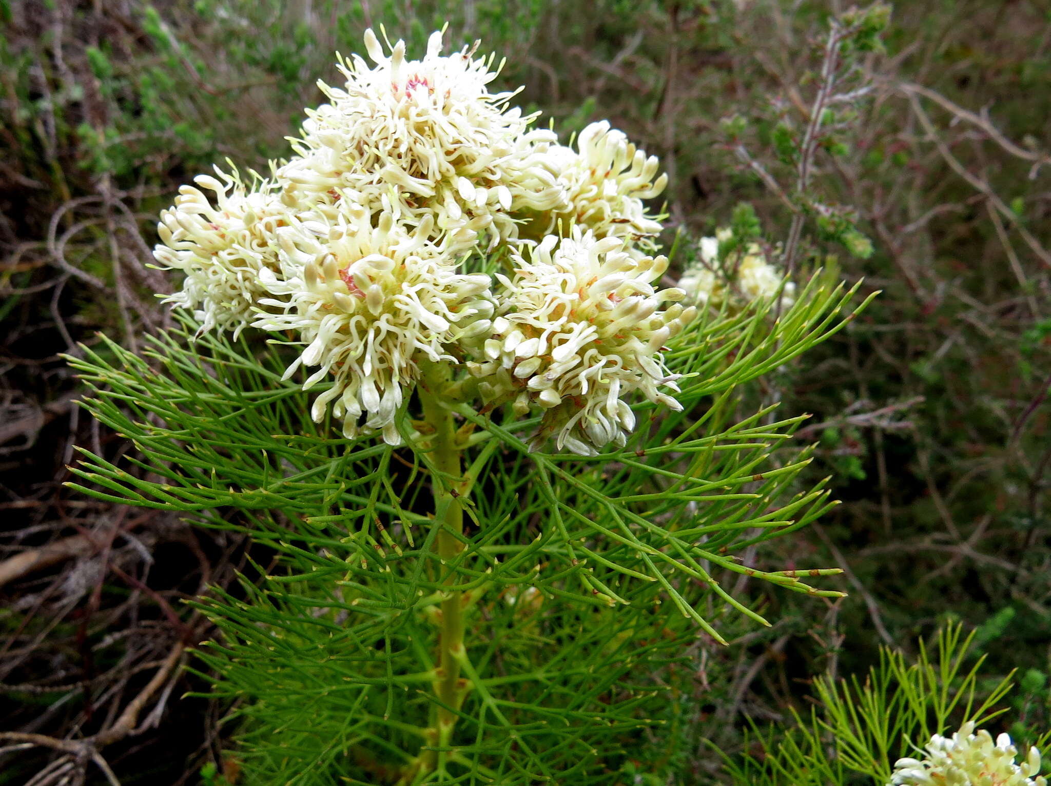 Image of Serruria glomerata (L.) R. Br.