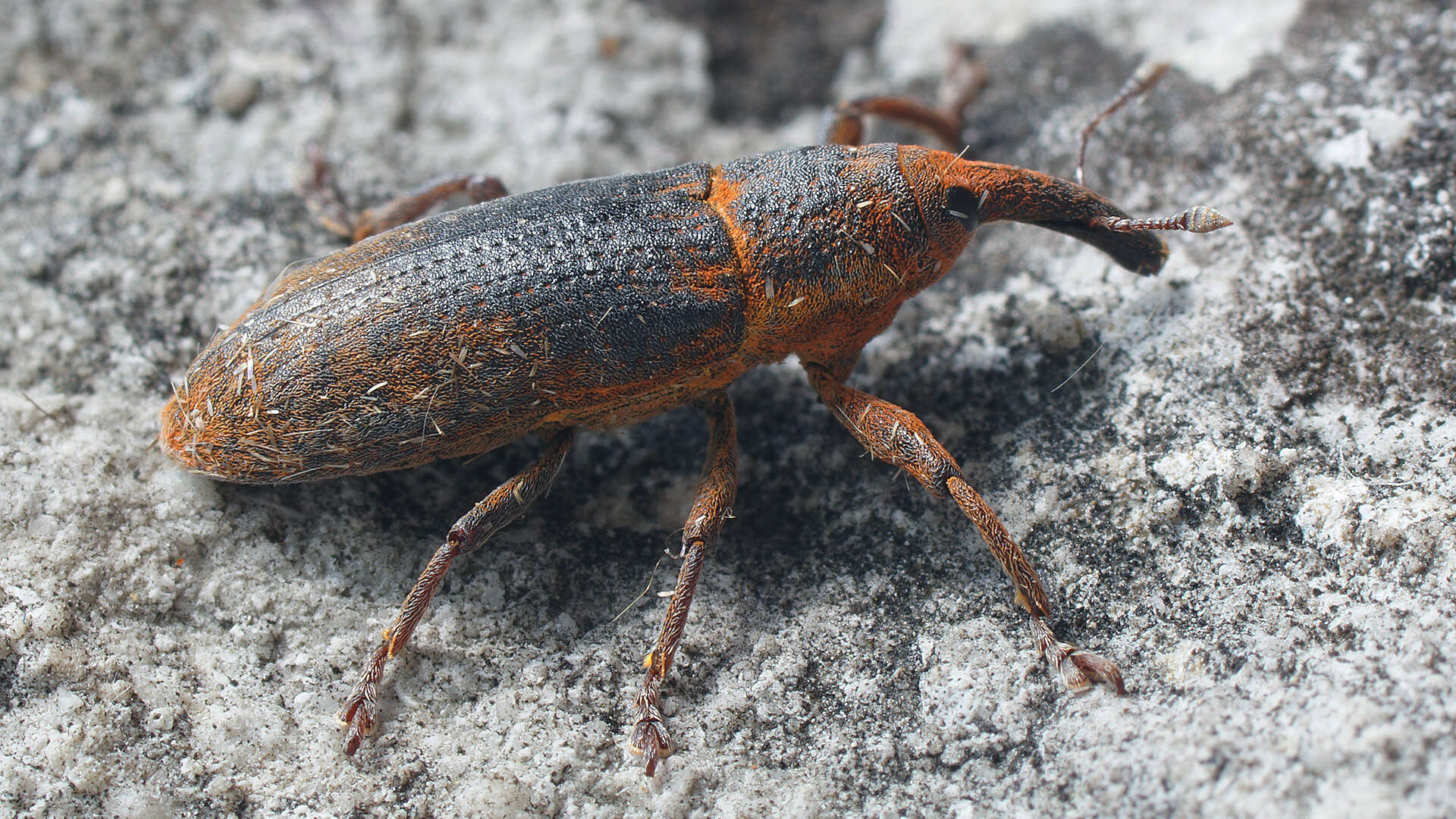 Image of Lixus bardanae (Fabricius & J. C. 1787)