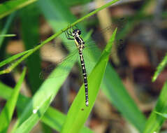 Image of Choristhemis Tillyard 1910