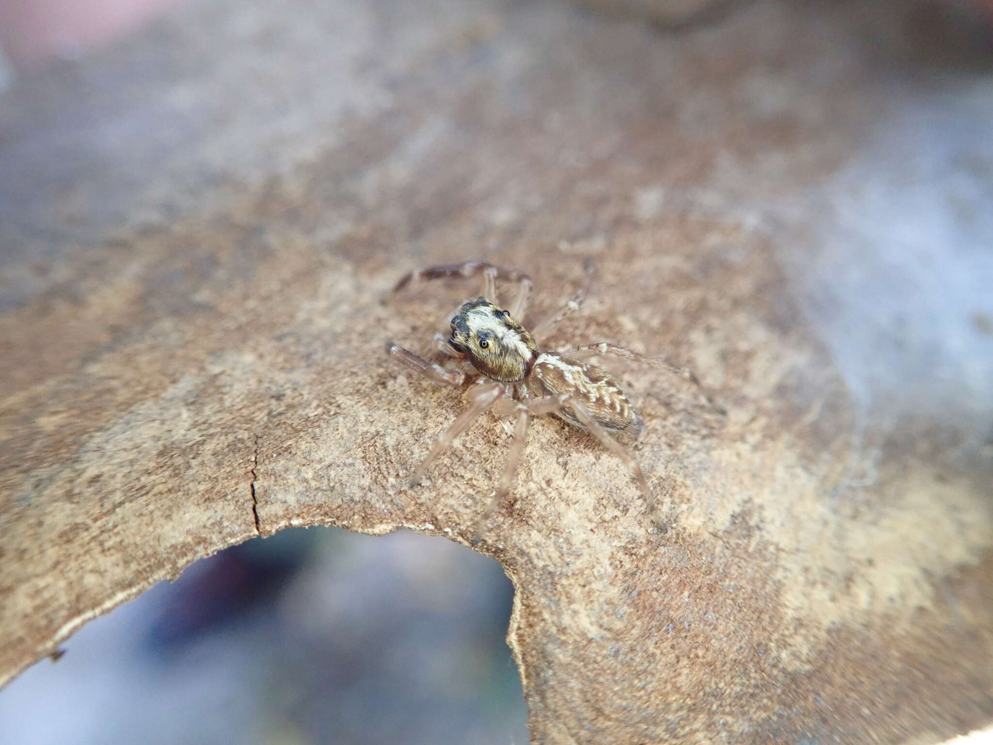 Image of Adoxotoma nodosa (L. Koch 1879)