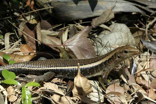 Image of western Girdled Lizard