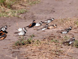 Image of Red-breasted Swallow