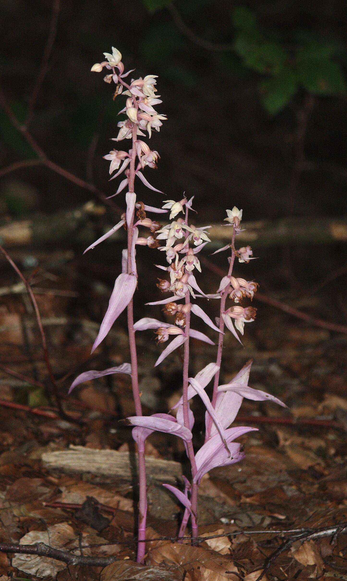 Imagem de Epipactis purpurata Sm.