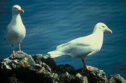 Image of Glaucous Gull