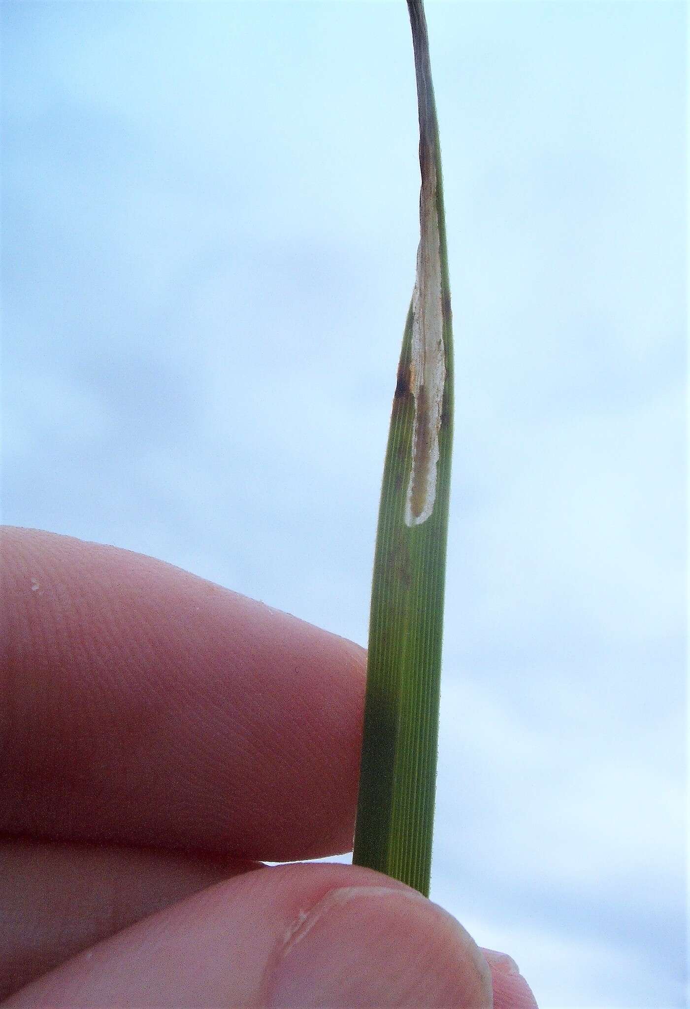 Image of Cosmopterix attenuatella Walker 1864