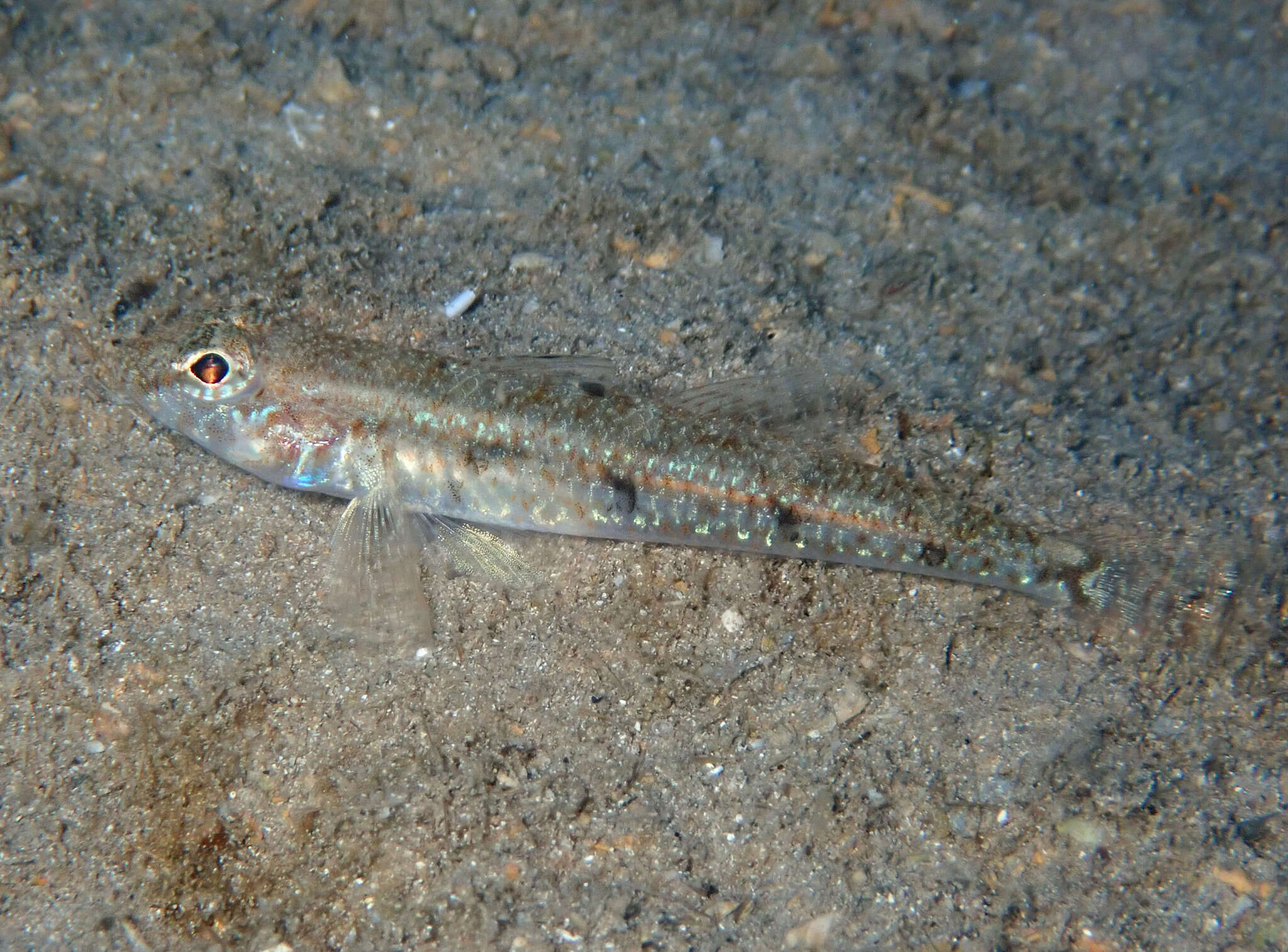 Image of Deltentosteus