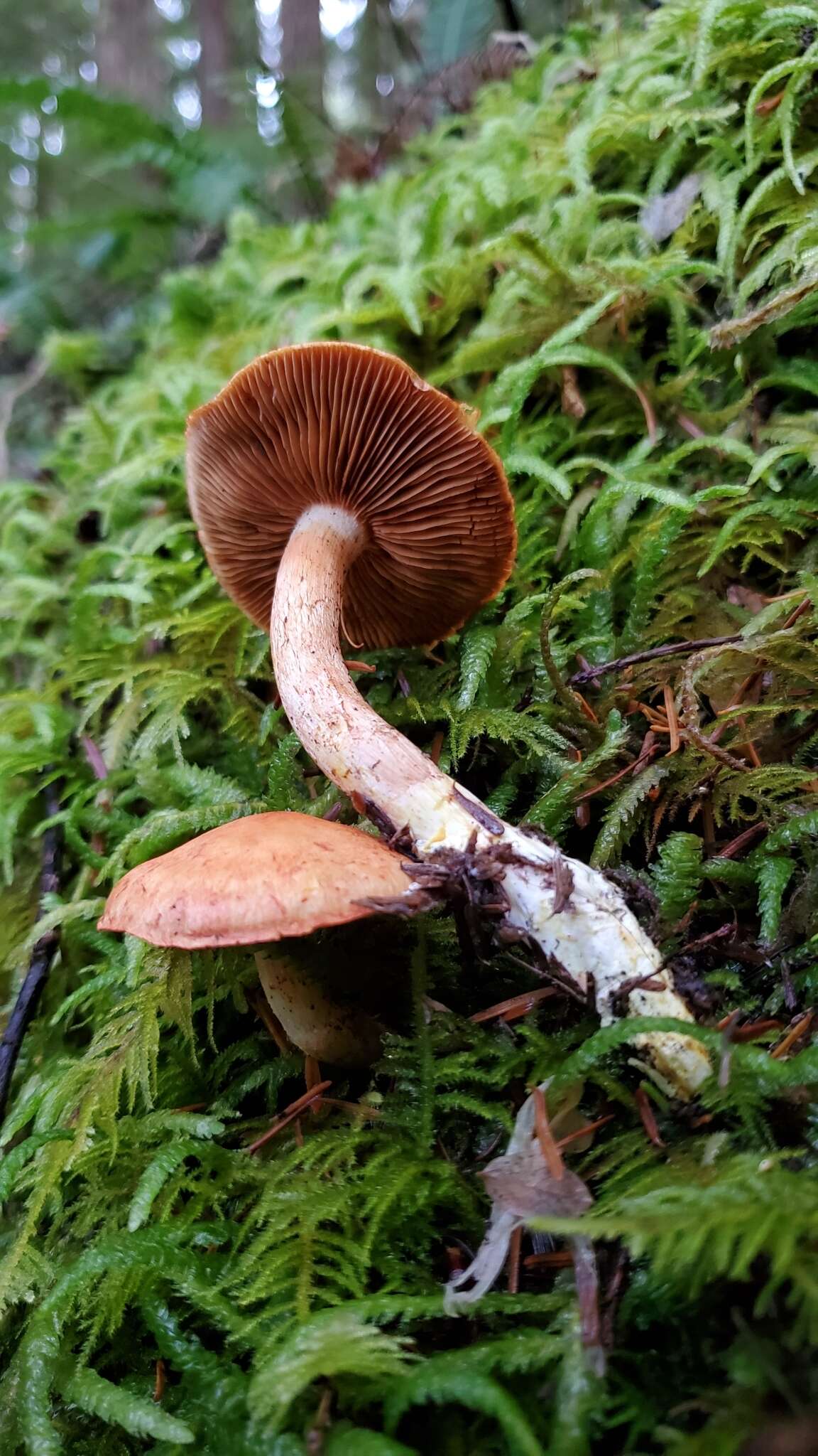 Imagem de Cortinarius rubicundulus (Rea) A. Pearson 1946