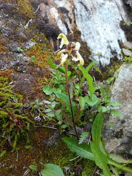 Image of Lapland lousewort