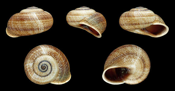 Image of Milk snail