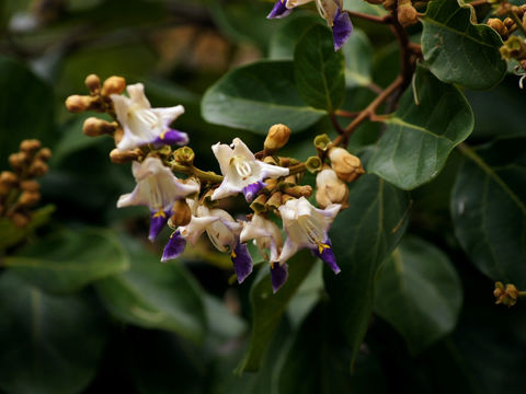 Image of <i>Gmelina fasciculiflora</i> Benth.