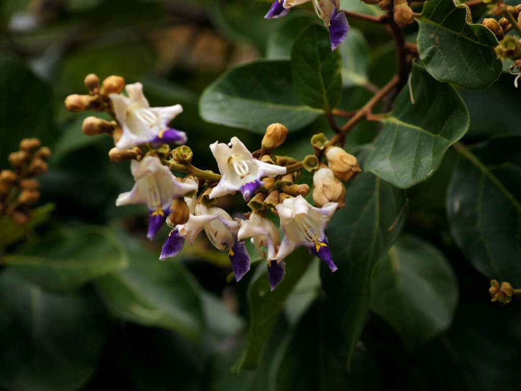 Gmelina fasciculiflora Benth. resmi