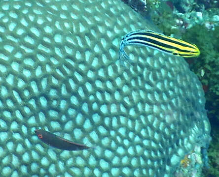 Image of Grammistes Blenny