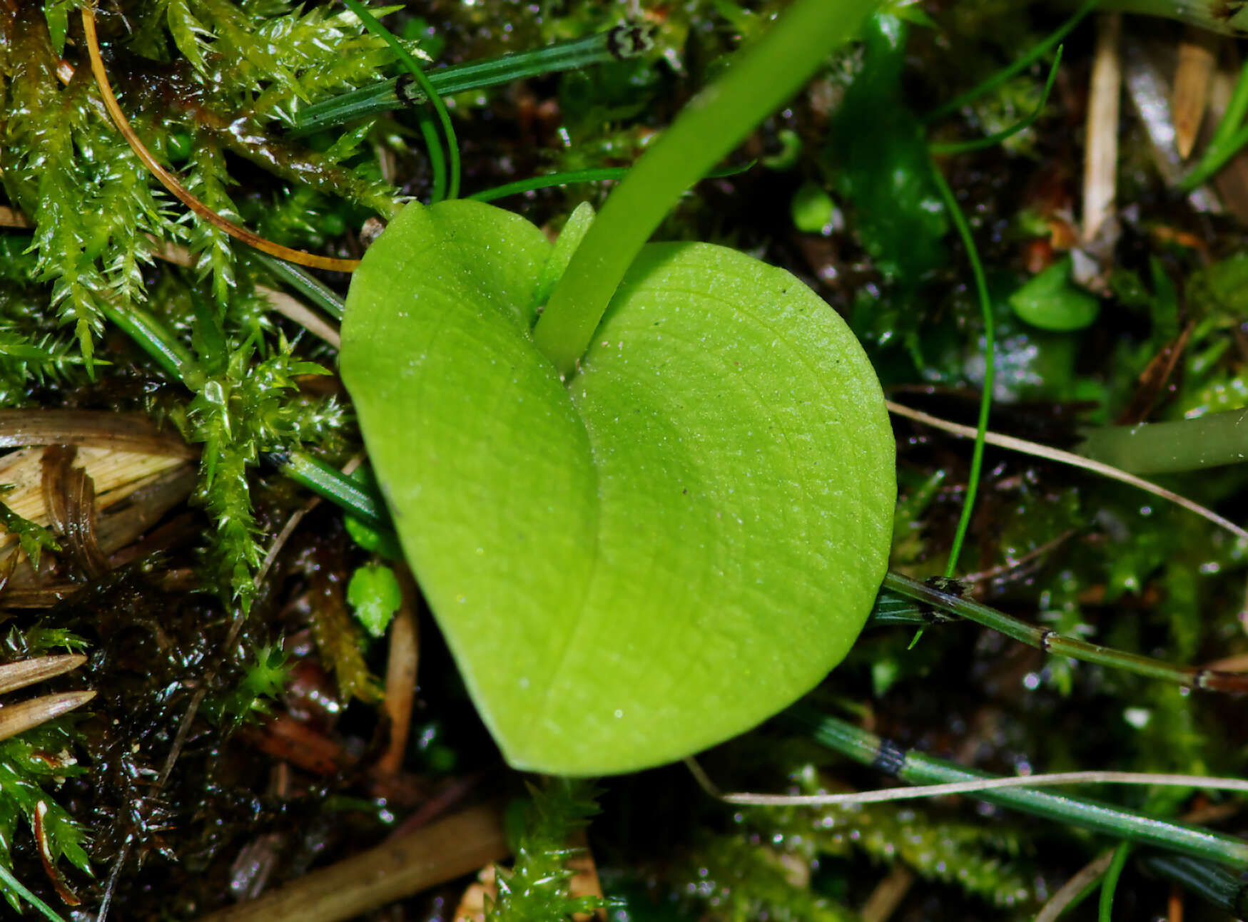 Image de Malaxis monophyllos (L.) Sw.