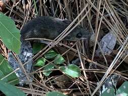 Peromyscus gossypinus (Le Conte 1853)的圖片