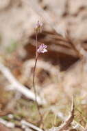 Image of Allium parciflorum Viv.