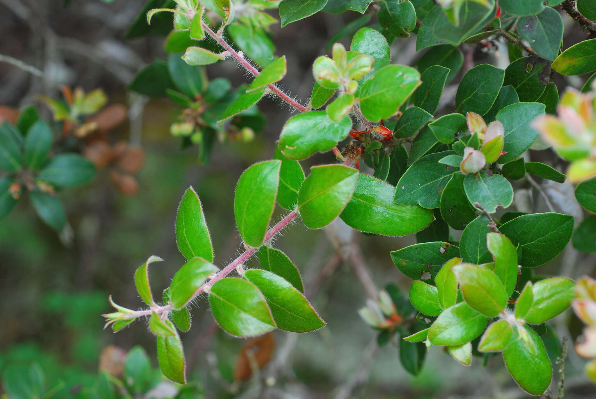 Image of dacite manzanita