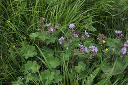 Image of cranesbill