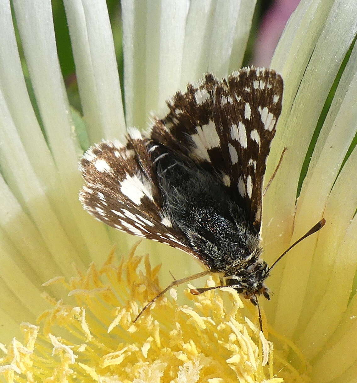 Image of Spialia spio Linnaeus 1764