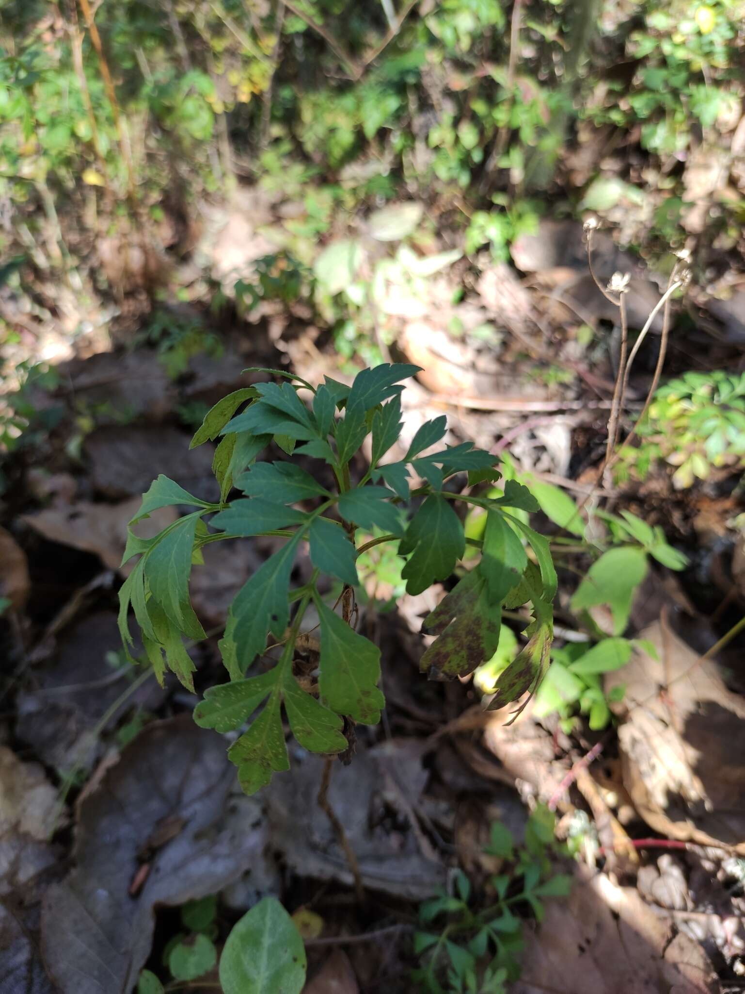 صورة Bidens ostruthioides (DC.) Sch. Bip.