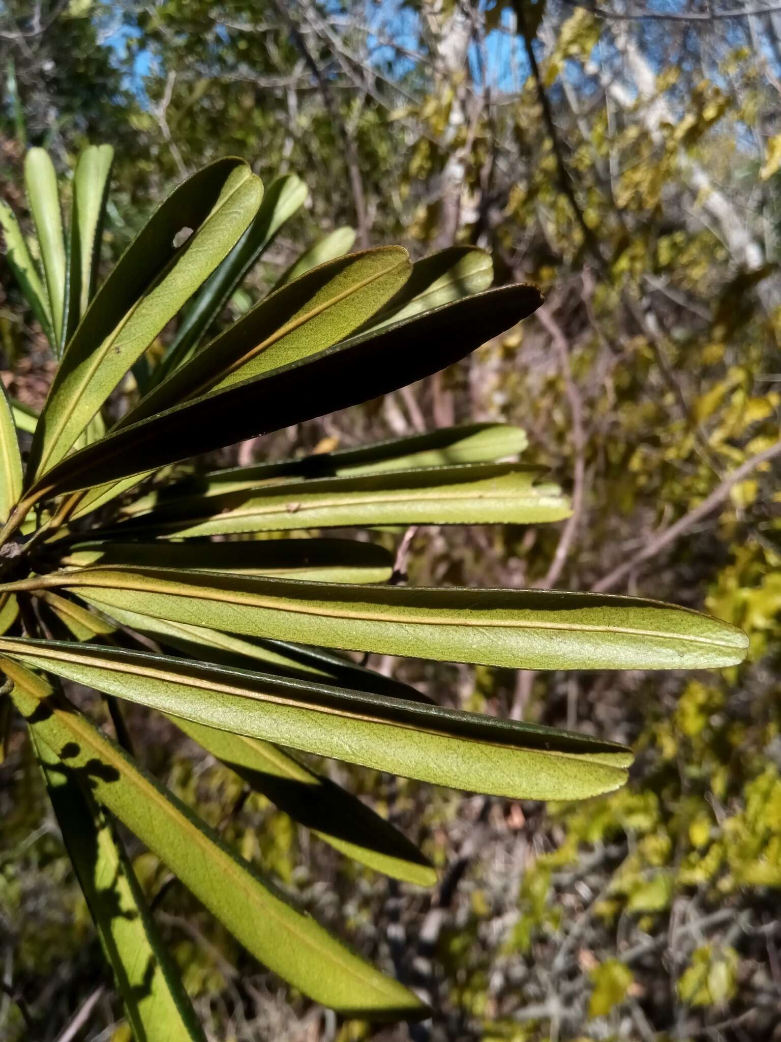 Image de Vepris spathulata (Engl.) H. Perrier