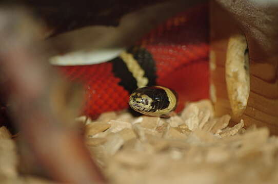 Image of Lampropeltis triangulum nelsoni