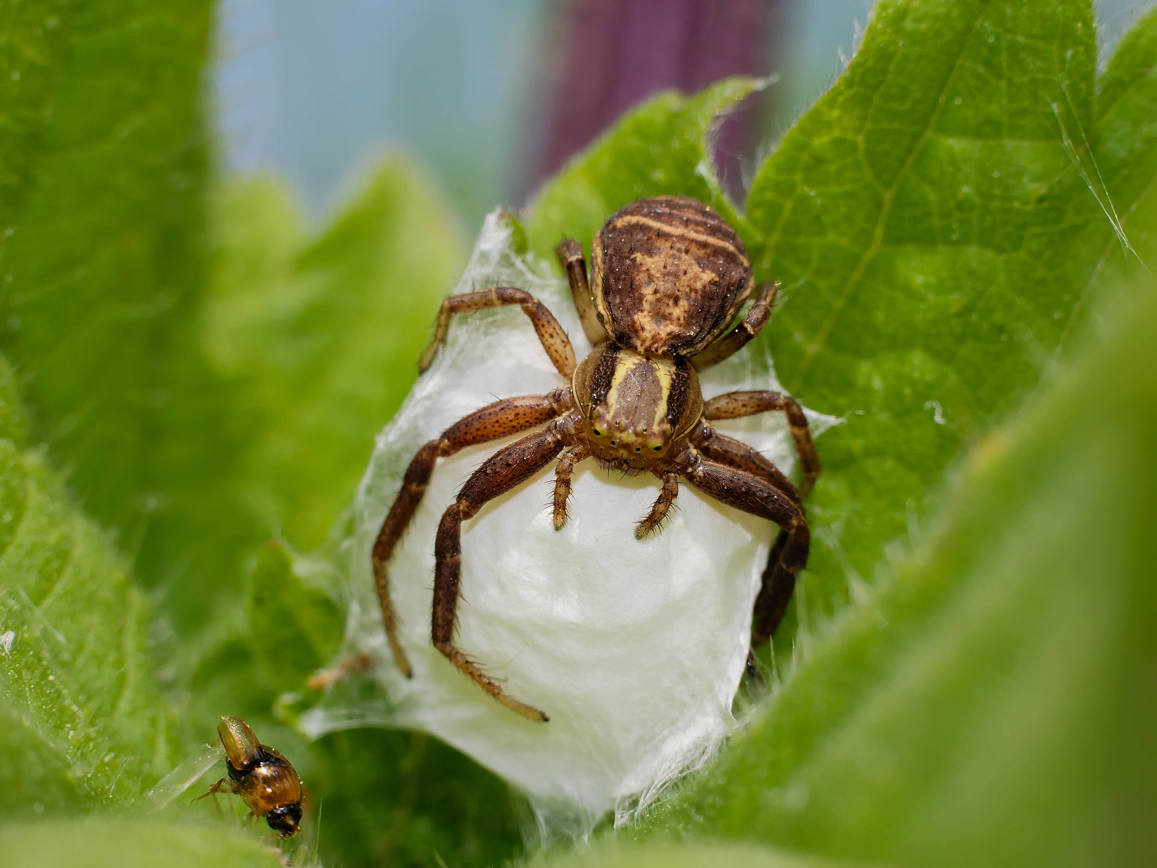 Image of common crab spider