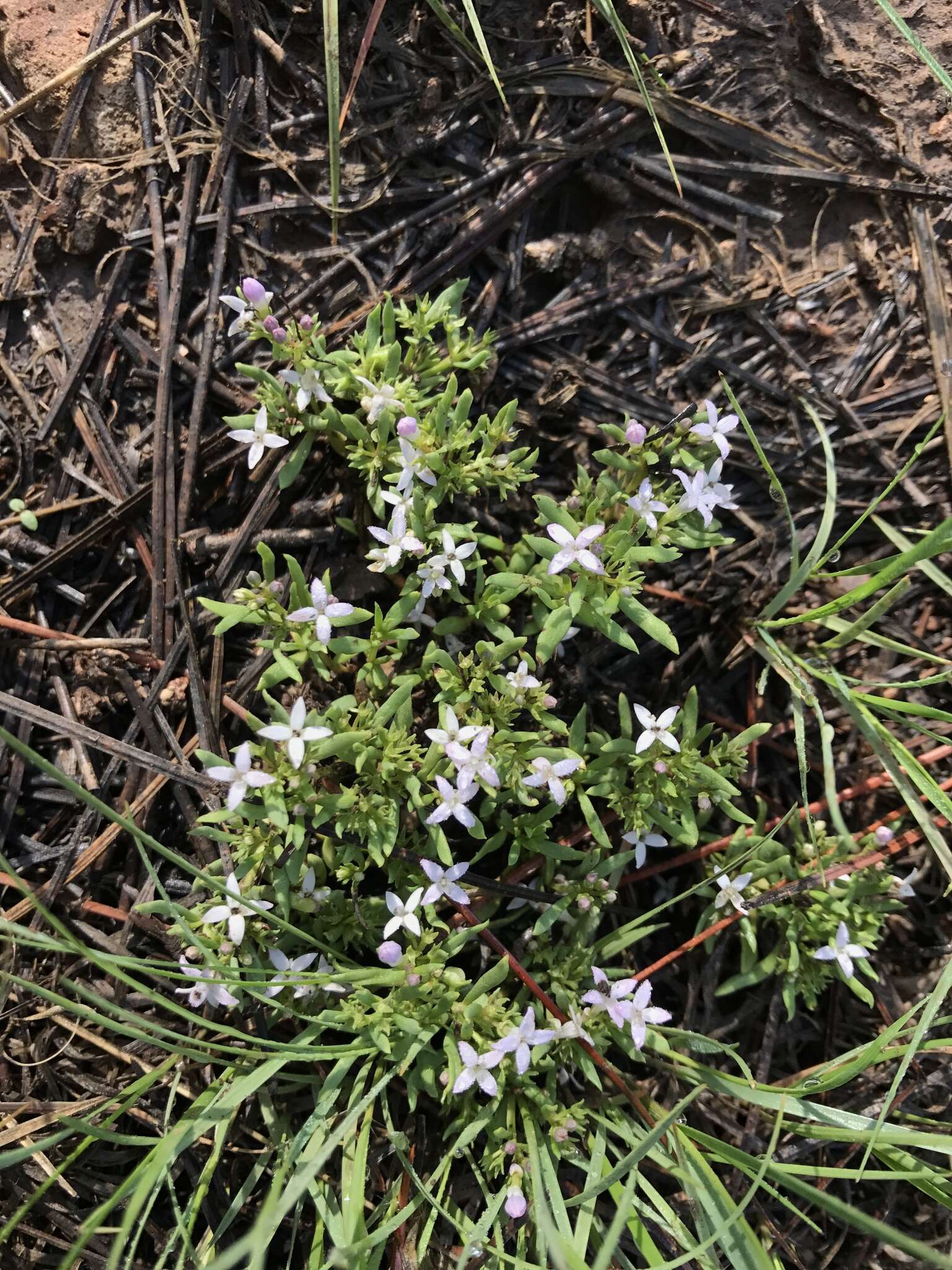 Image of Pygmy Bluet