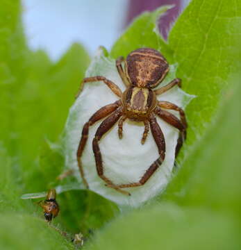 Image of common crab spider