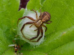 Image of common crab spider