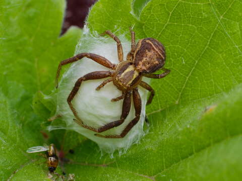 Image of common crab spider